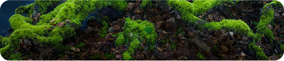 grass